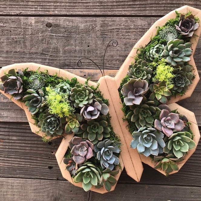 Animal Succulent Garden Arrangement