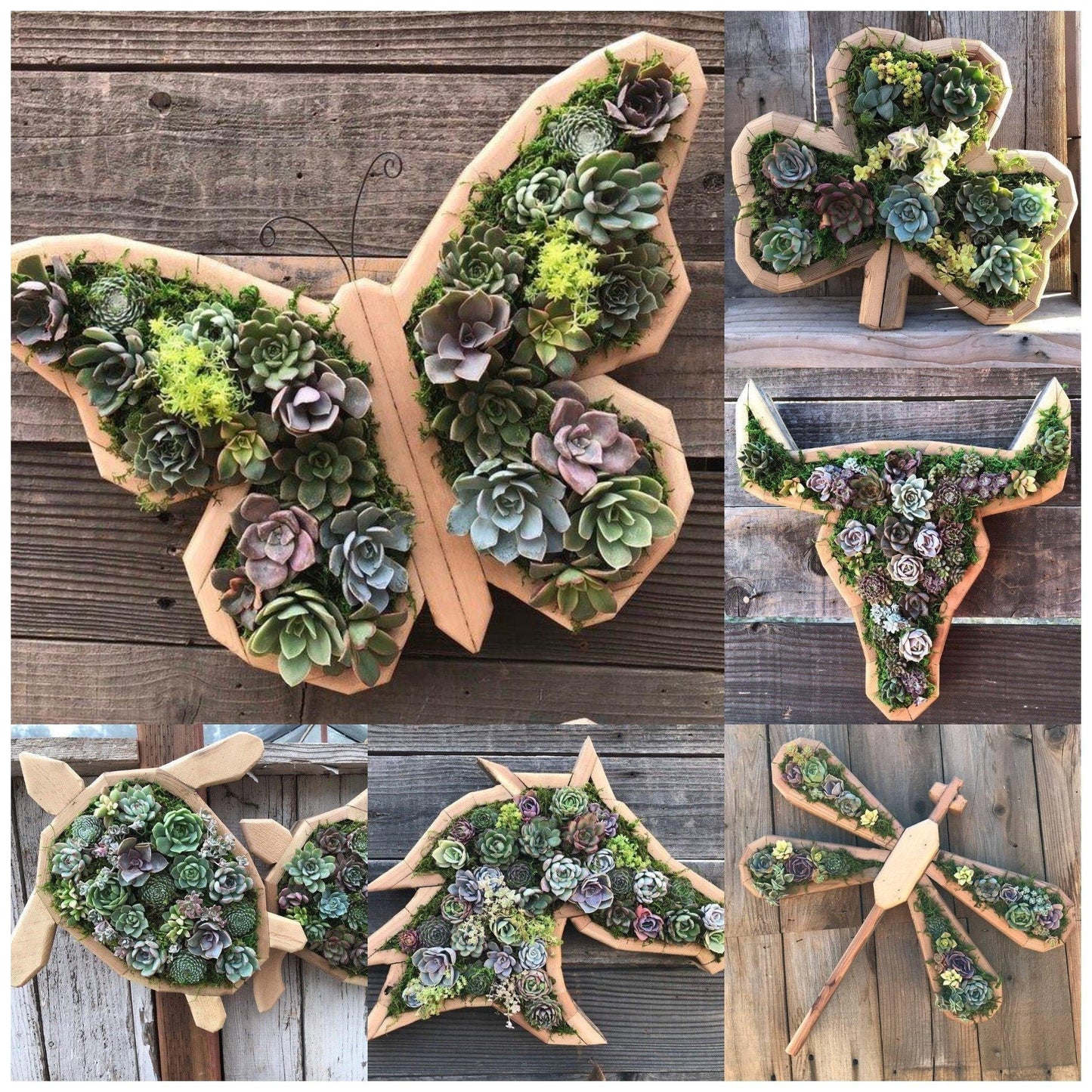 Animal Succulent Garden Arrangement