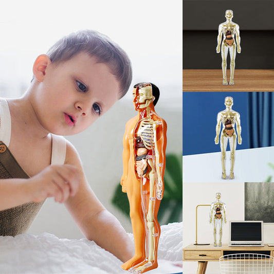 Model 3D tułowia ludzkiego ciała dla dzieci, model anatomiczny szkieletu